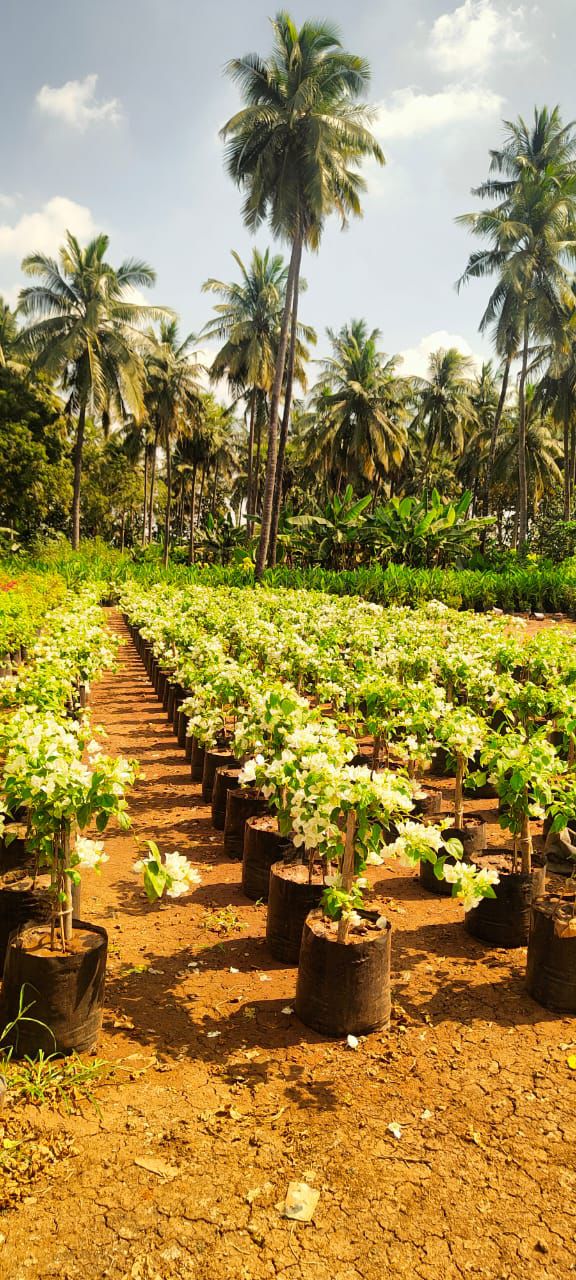 White Bougainvillea Shrubs