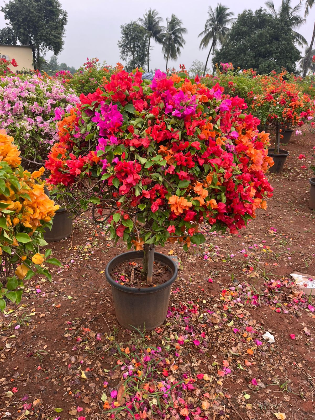 Multi-Color Bougainvillea