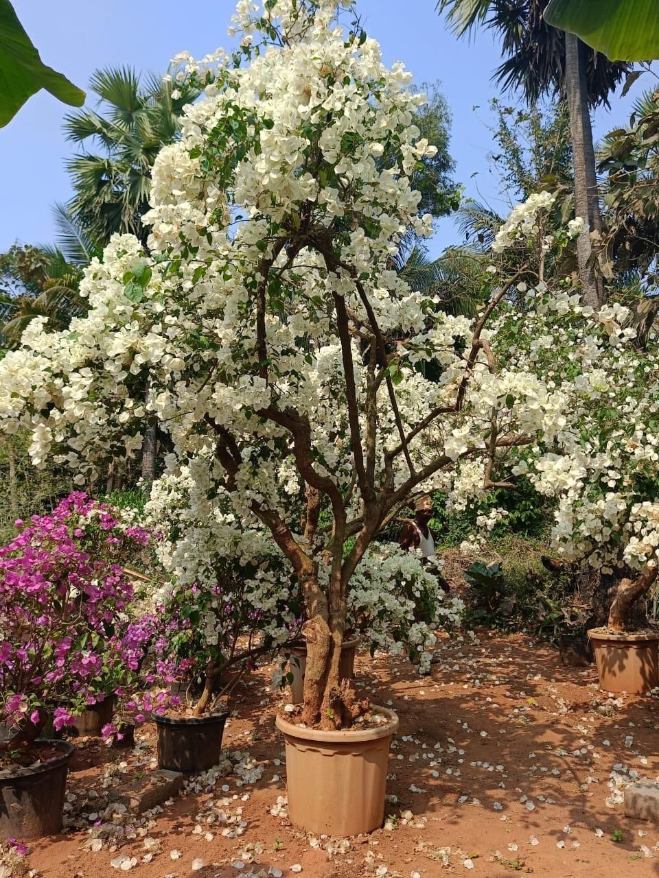 Mature White Bougainvillea Tree