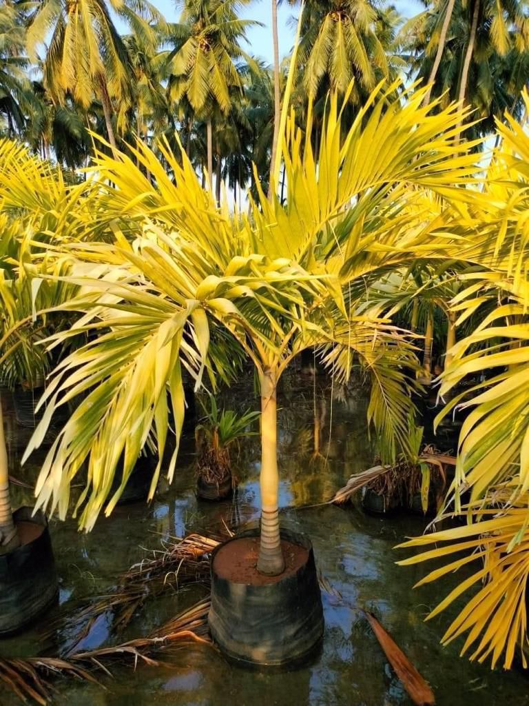 Golden Cane Palm